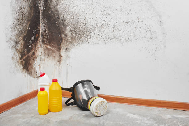 Best Same-Day Mold Removal  in Coalinga, CA
