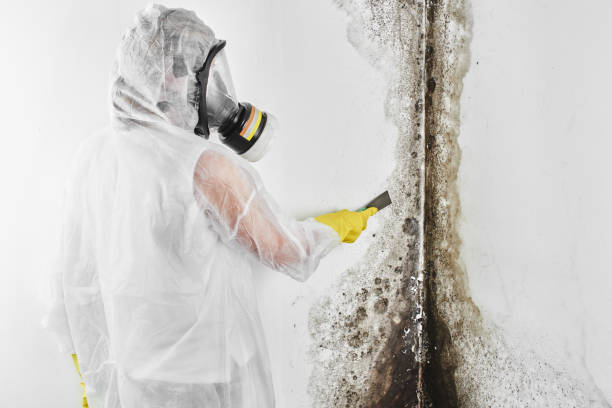 Best Office Mold Removal Services  in Coalinga, CA