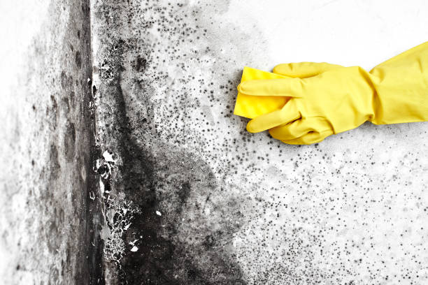 Best Certified Mold Removal  in Coalinga, CA