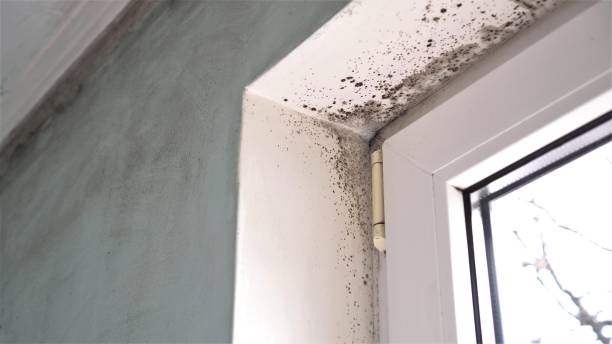 Best Best Mold Removal Companies  in Coalinga, CA