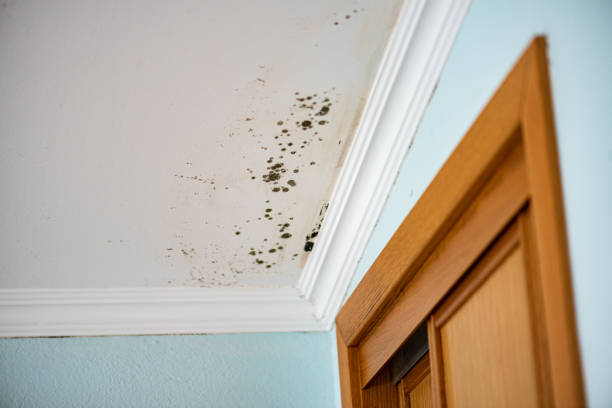 Best Commercial Mold Removal  in Coalinga, CA