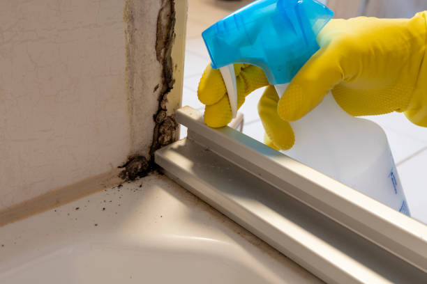 Reliable Coalinga, CA Mold Removal Solutions