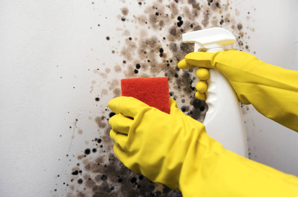 Best Attic Mold Removal  in Coalinga, CA