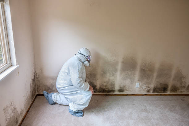 Best Toxic Mold Removal  in Coalinga, CA