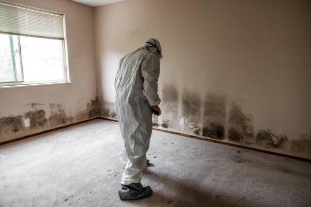 Best Mold Remediation Services  in Coalinga, CA