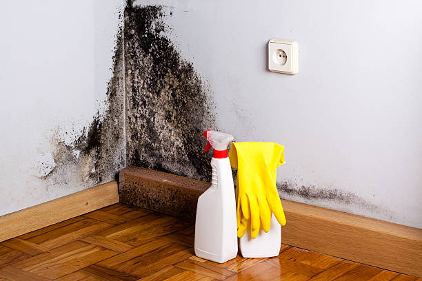 Best Same-Day Mold Removal  in Coalinga, CA